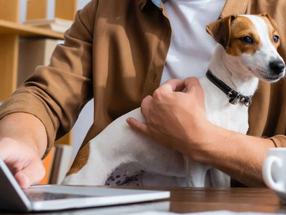 Chien au travail : autorisation, loi et conditions en France 2026