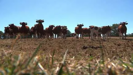 Aides sécheresse Landes 2026 : 550 000€ pour les éleveurs