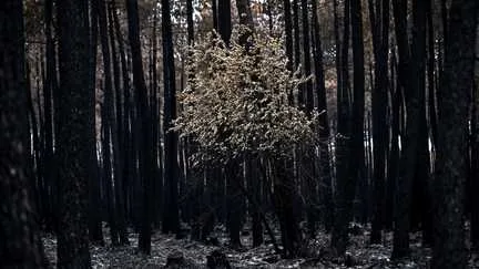Cat Bonds 2026 : financement feux forêt par marchés financiers