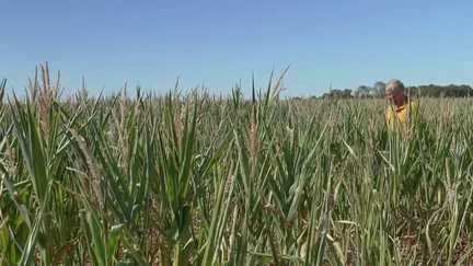 Impôt sécheresse 2026 : aides agriculteurs, fiscalité, plan d'urgence