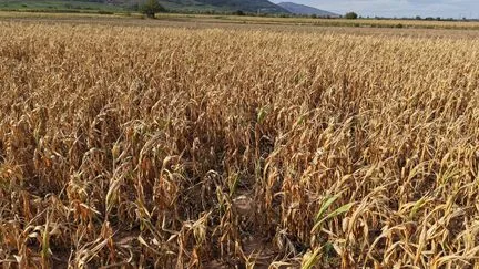 Plan de relance agriculture 2026 : Coordination rurale craint cessations d'activités